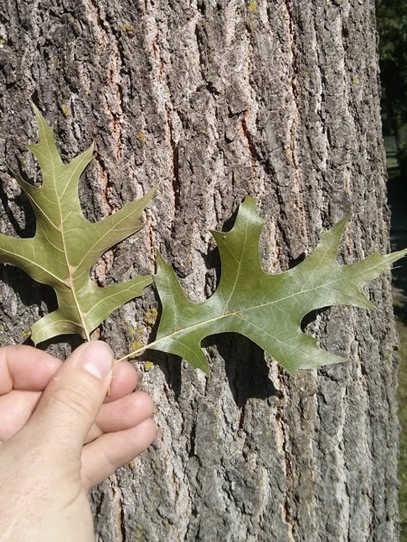pin oak Foliage