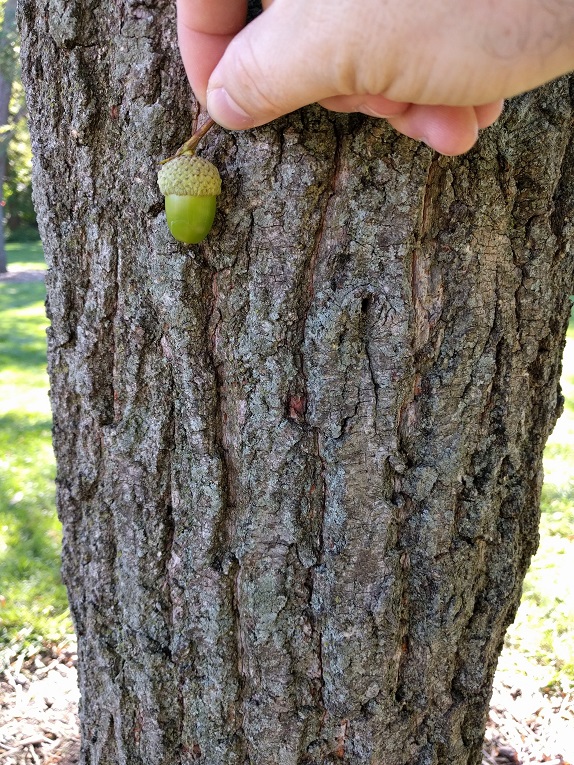chestnut oak Bark