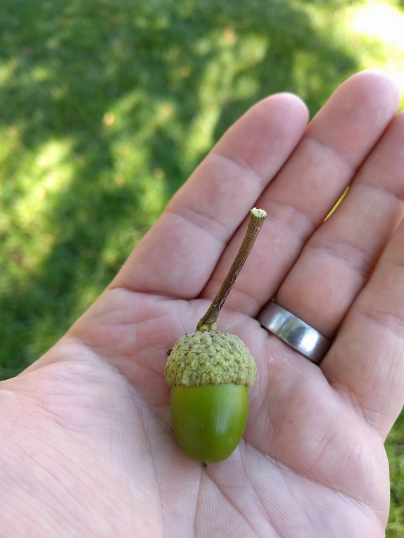 chestnut oak Fruit