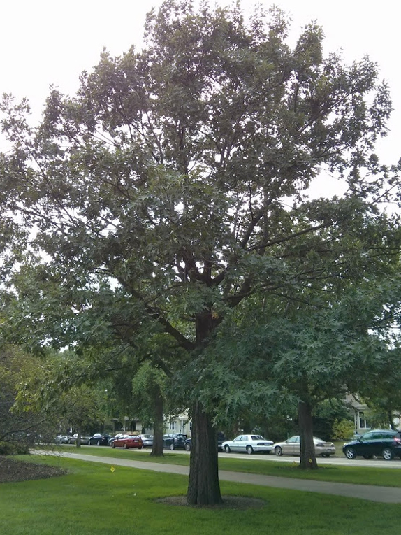 northern red oak Form