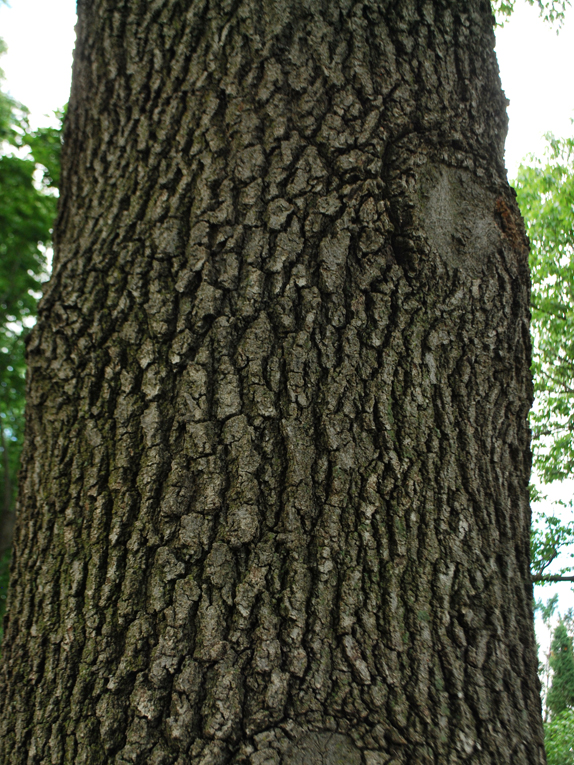 black oak Bark