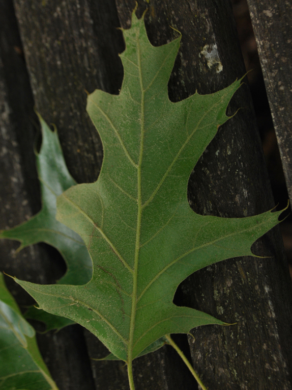 black oak Foliage