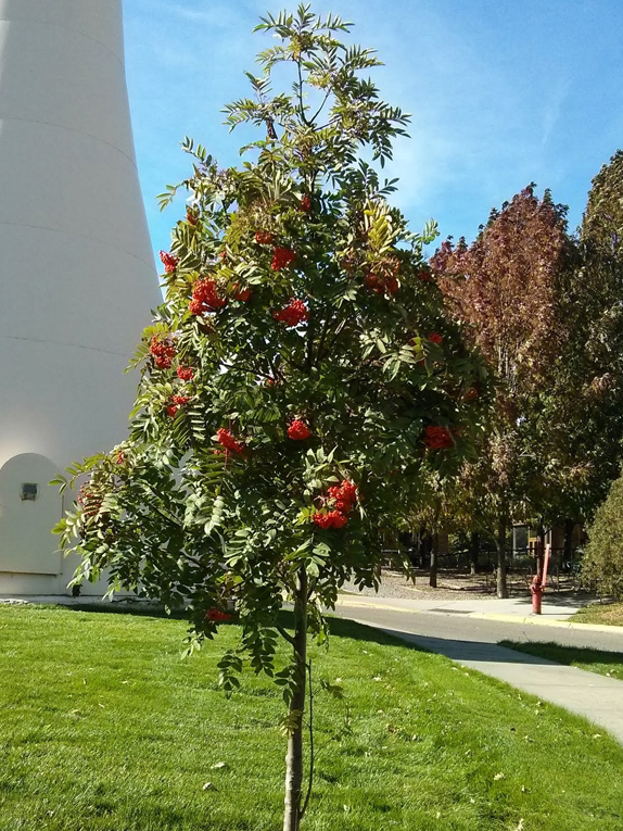 purple tree name