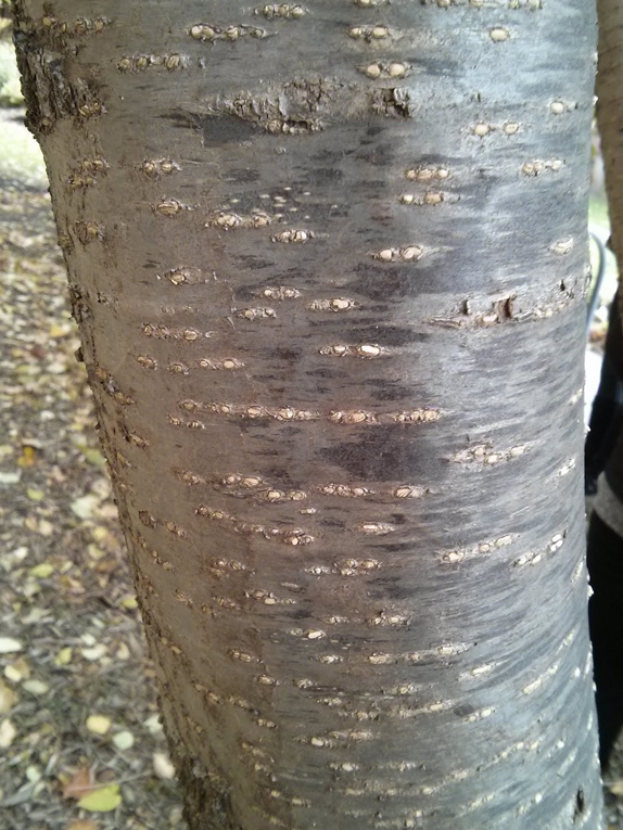 Japanese tree lilac Bark