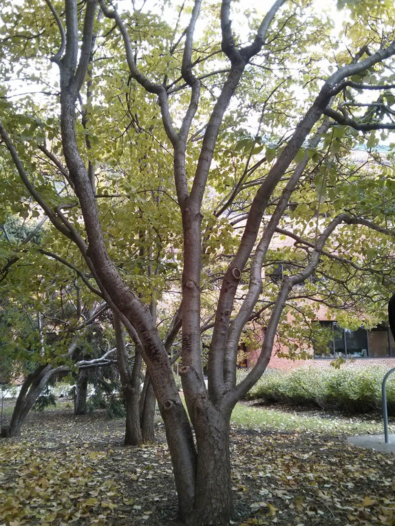 Japanese tree lilac Form