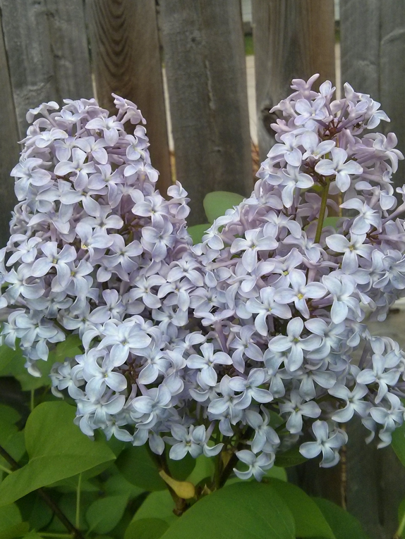common lilac Flower