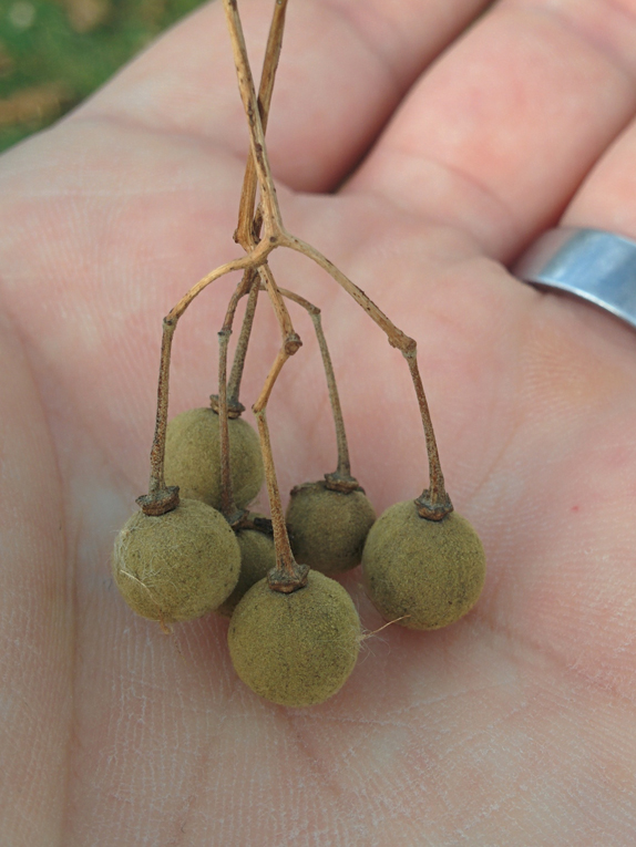 Basic Tree Tree Identification Regional and Community Forestry