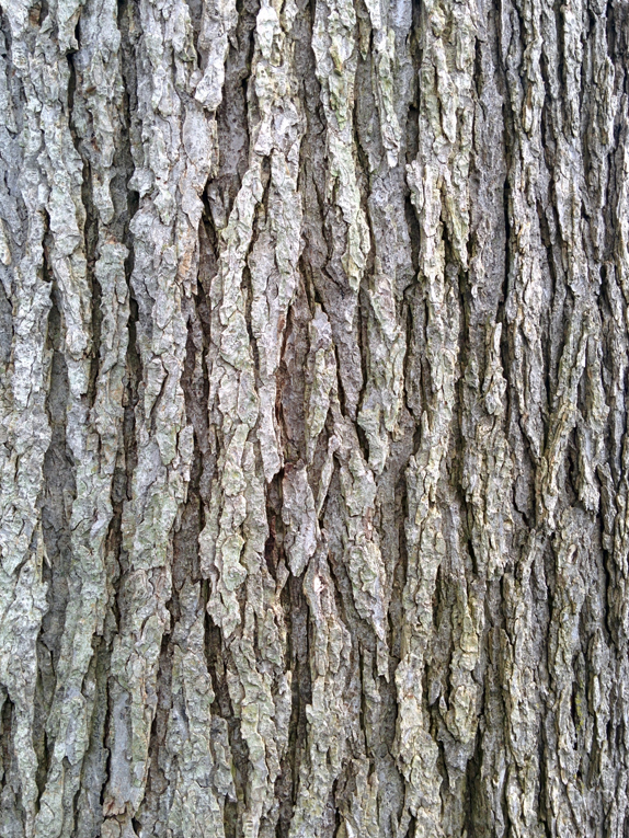 Elm Wood Bark Immature