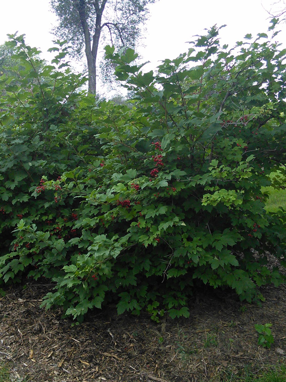 highbush-cranberry, American cranberrybush Form