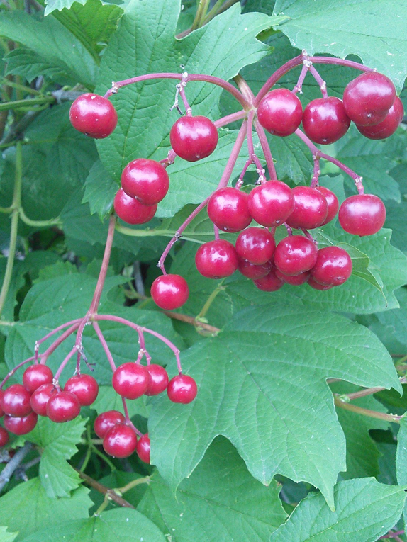highbush-cranberry, American cranberrybush Fruit