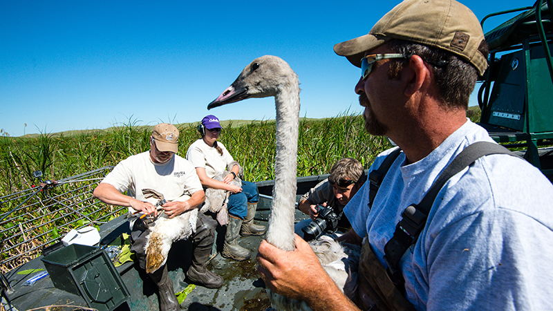 Research tagging birds