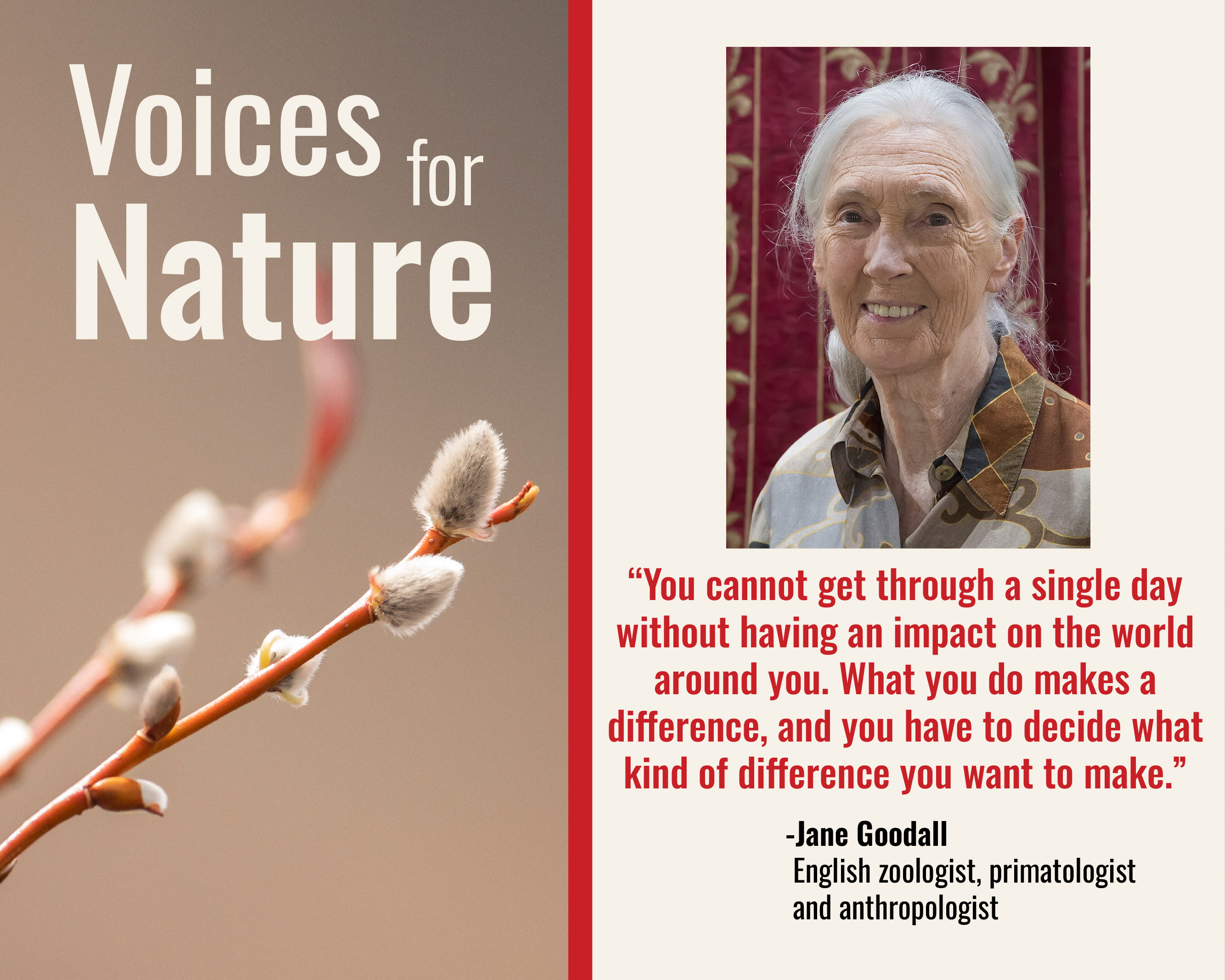 Jane Goodall Quote