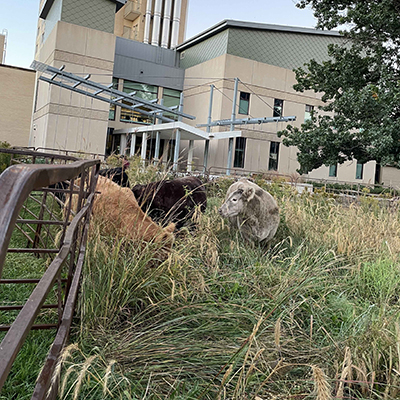 Prairie  with steers on 9/30/2024