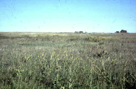 Madigan Prairie