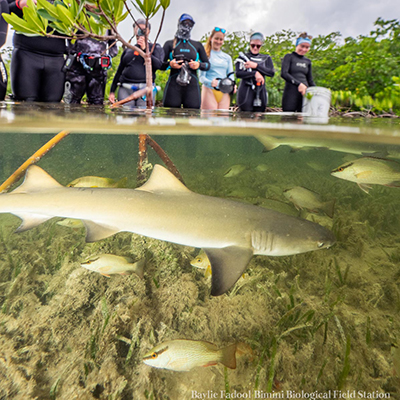 Group viewing shark