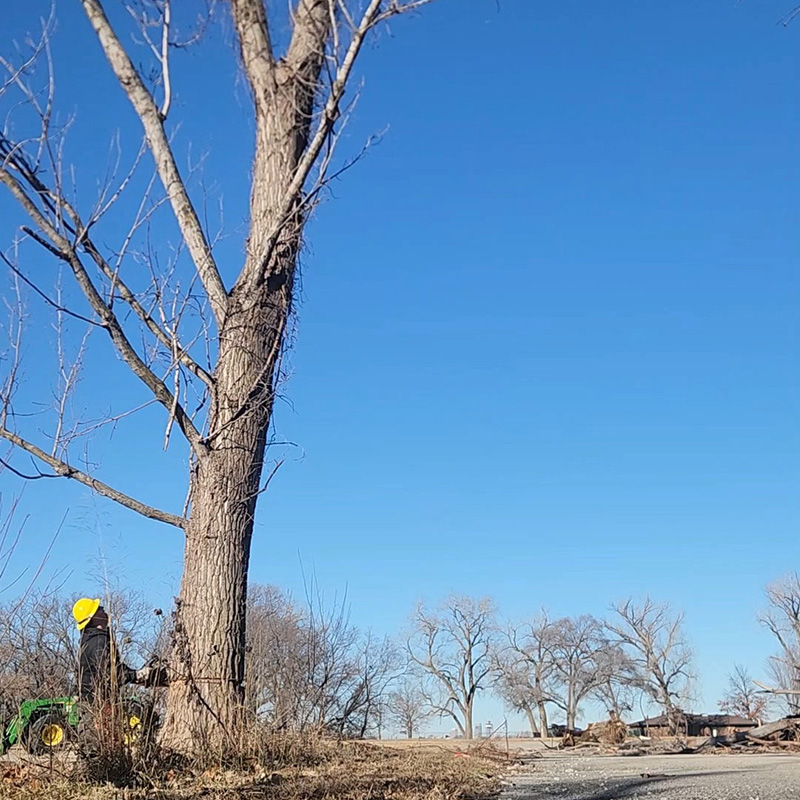 Carstens feels a tree