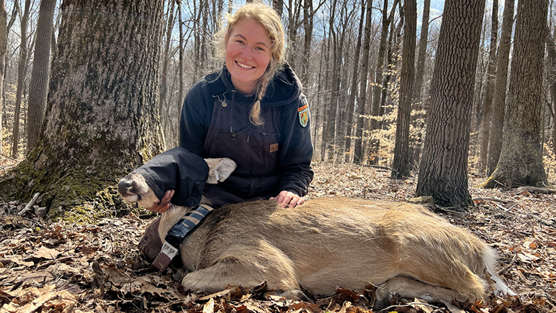 Sydney tagging deer