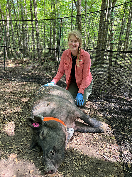 Sydney with trapped wild pig