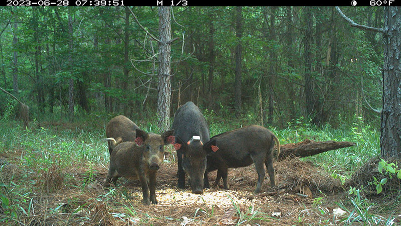 Wild pig grouping