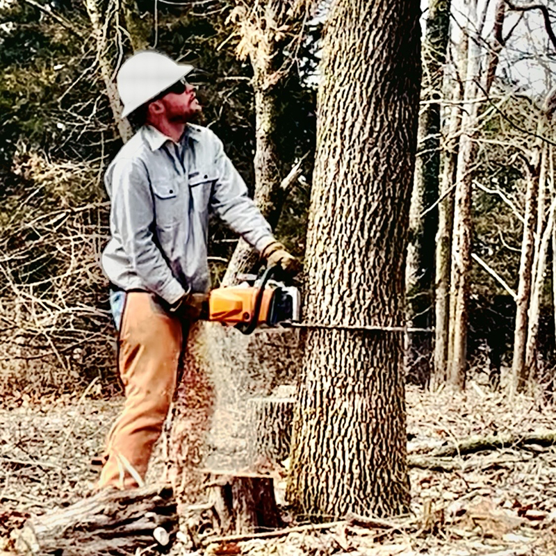 Andrew Zahn fells green ash tree