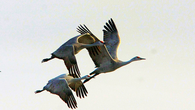 Three cranes in flight