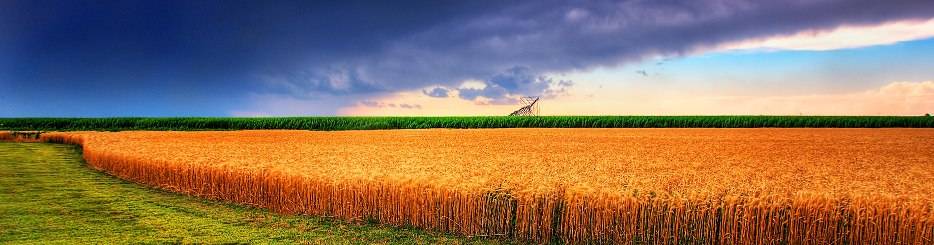 Wheat field and storm