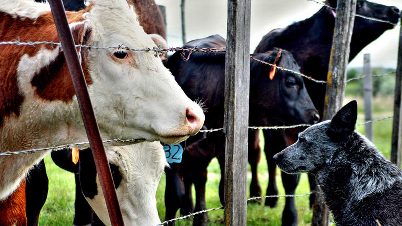 Cattle and Dog