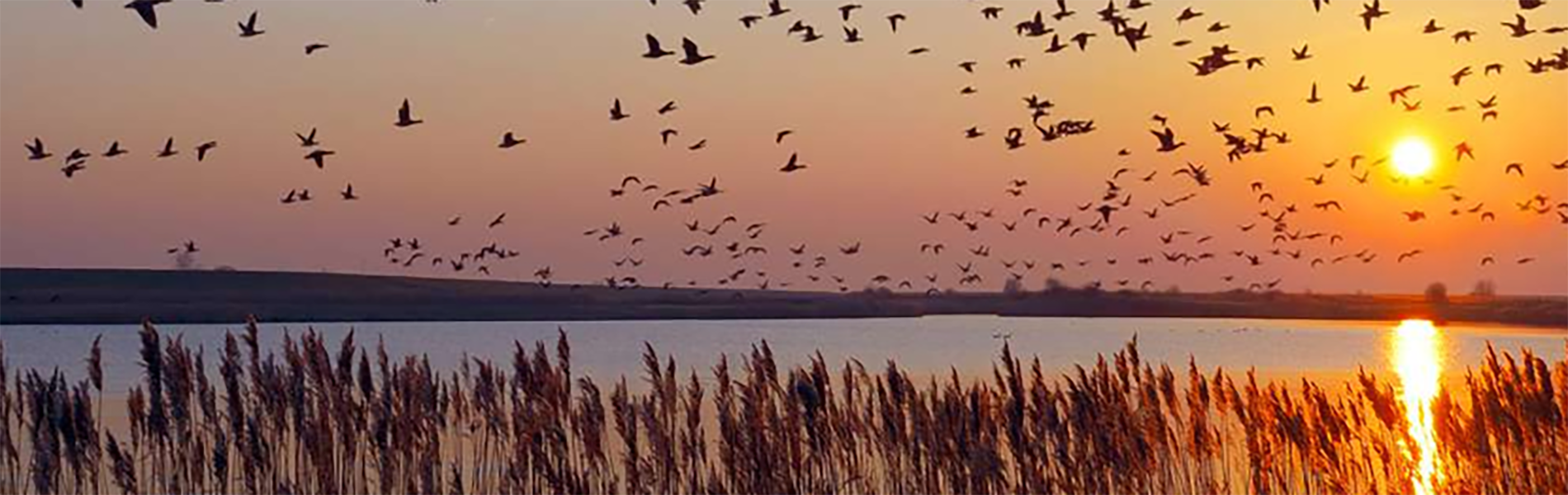 Cranes over a river at sunset