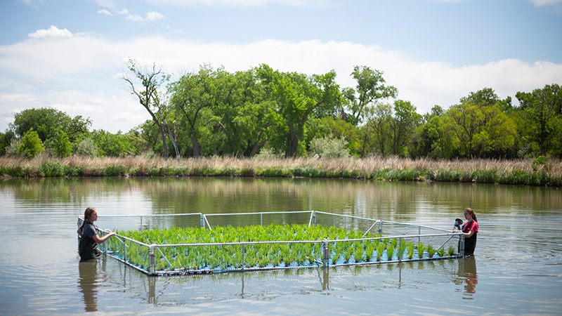 Deploying floating wetland