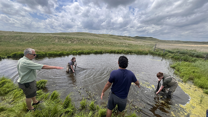 Seines netting salamanders