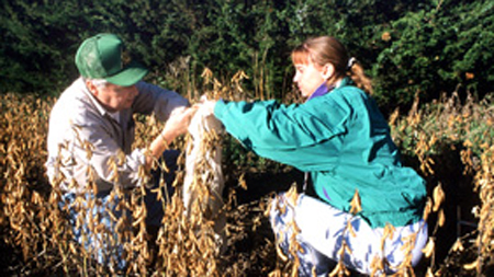Forester Jim Brandle and student experiment with the effects of windbreaks on soybeans.