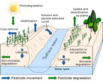This diagram shows ways that pesticides move through soil  and water.