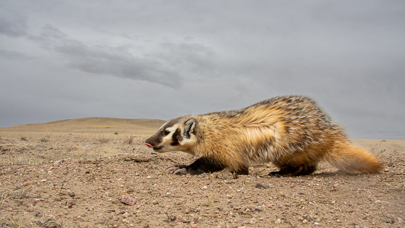 American badger walks across prairie dog colony