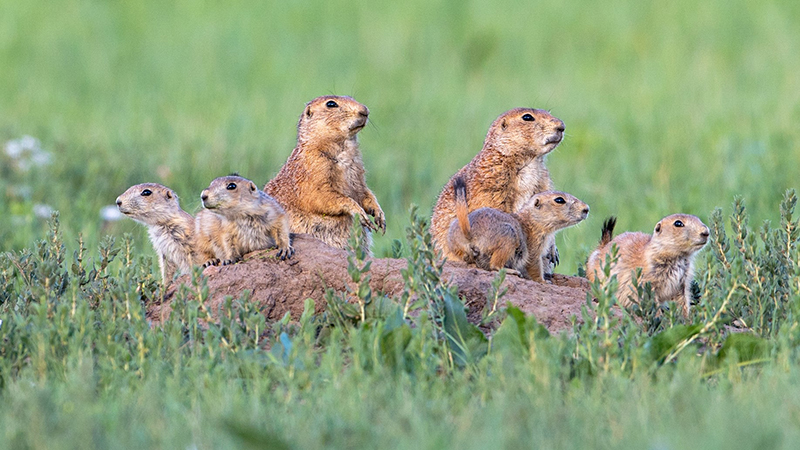 Black-tailed prairie dog family