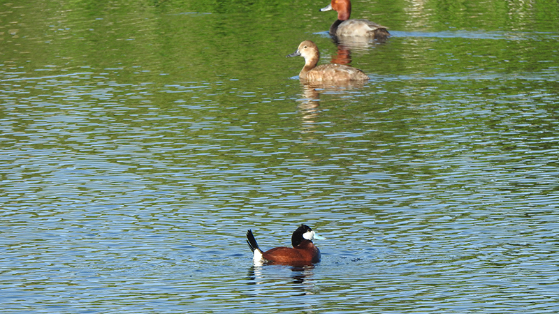 ruddy duck