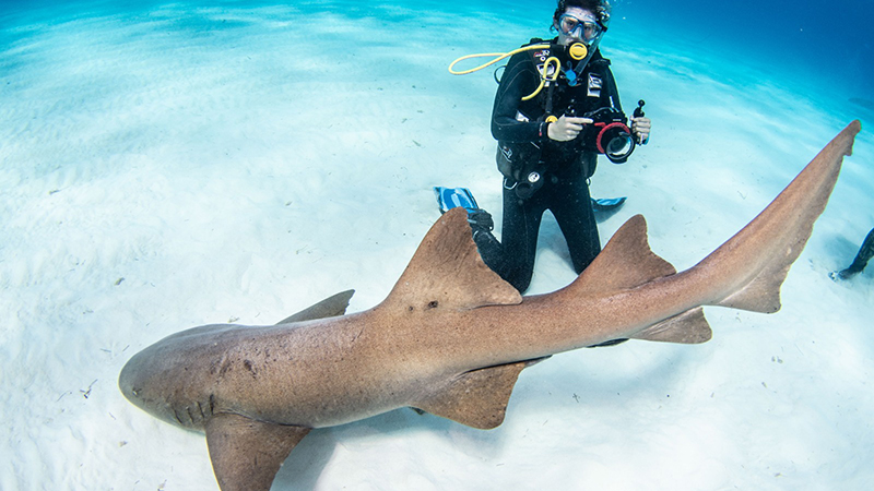 Fadool with shark in water