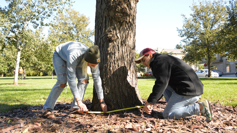 tree with students