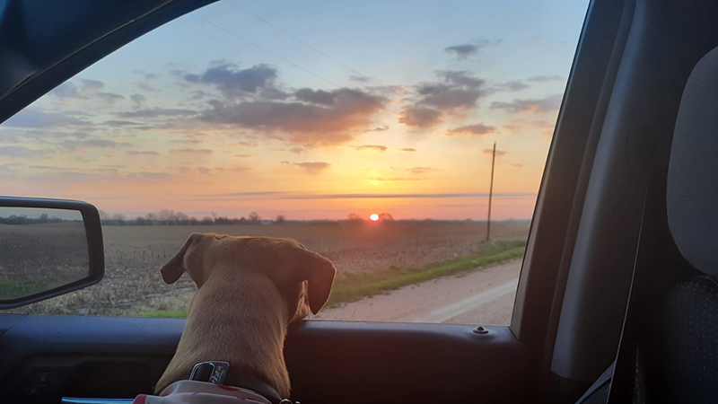 Daisy at Sunrise