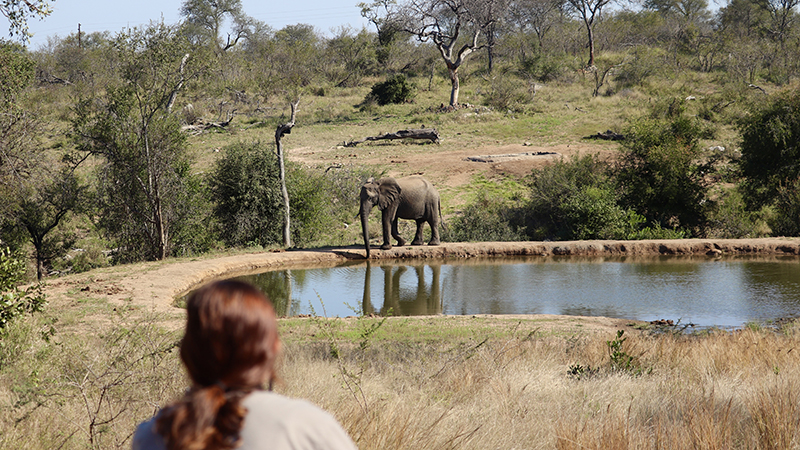 Elephant by lake