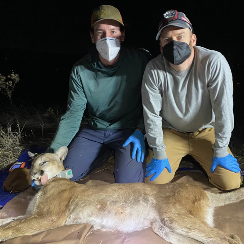 Jake Harvey and John Benson with tranquilized mountian lion
