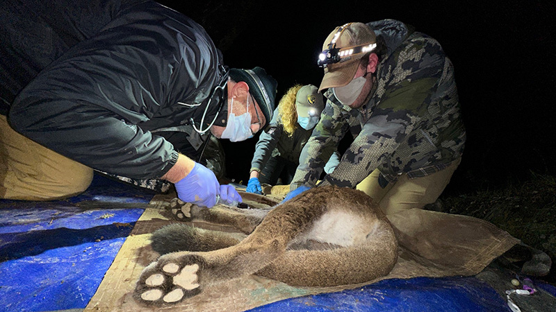 Veterinarian Graham Crawford and Jake Harvey take measurements.