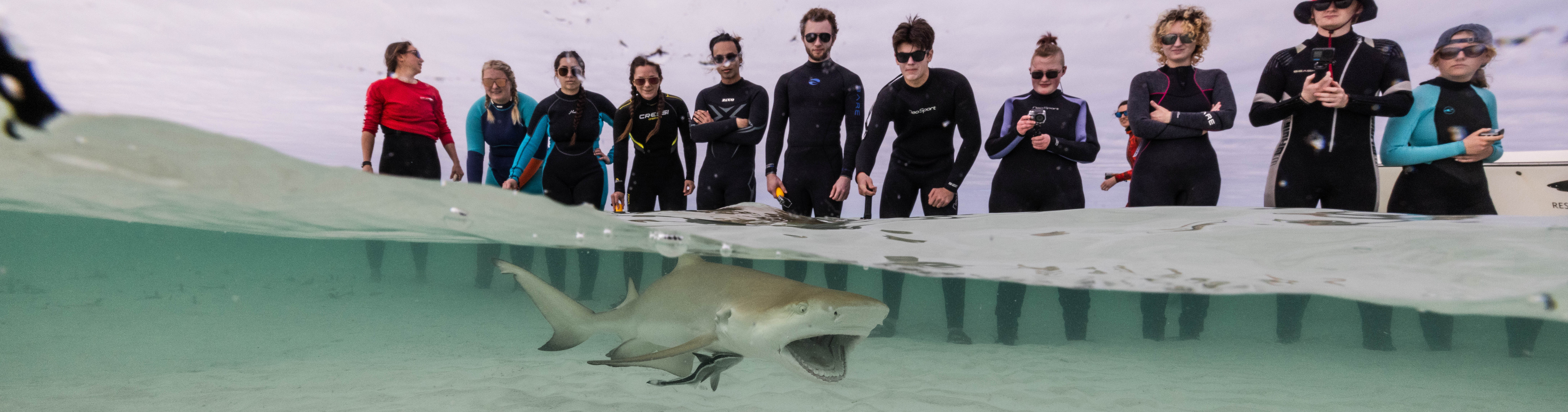 Bahama Shark Lab