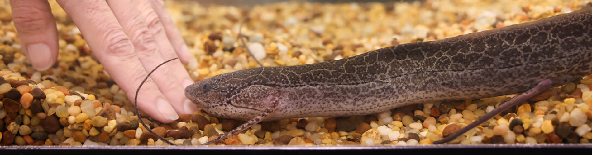 String Bean the lungfish