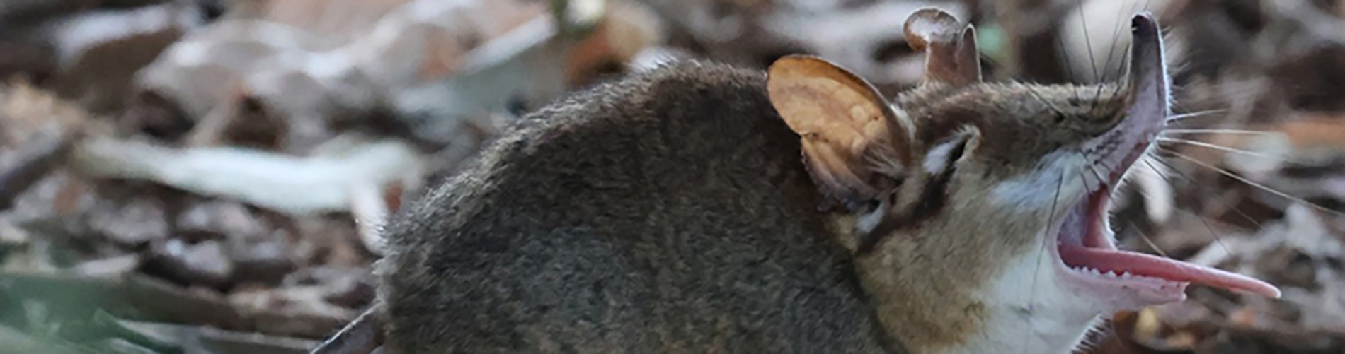 yawning elephant shrew
