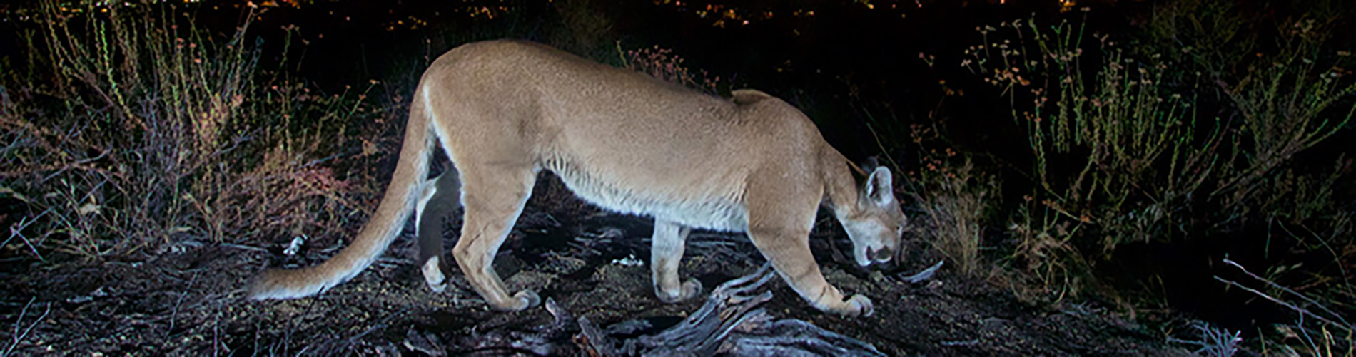 Mountain Lion in California