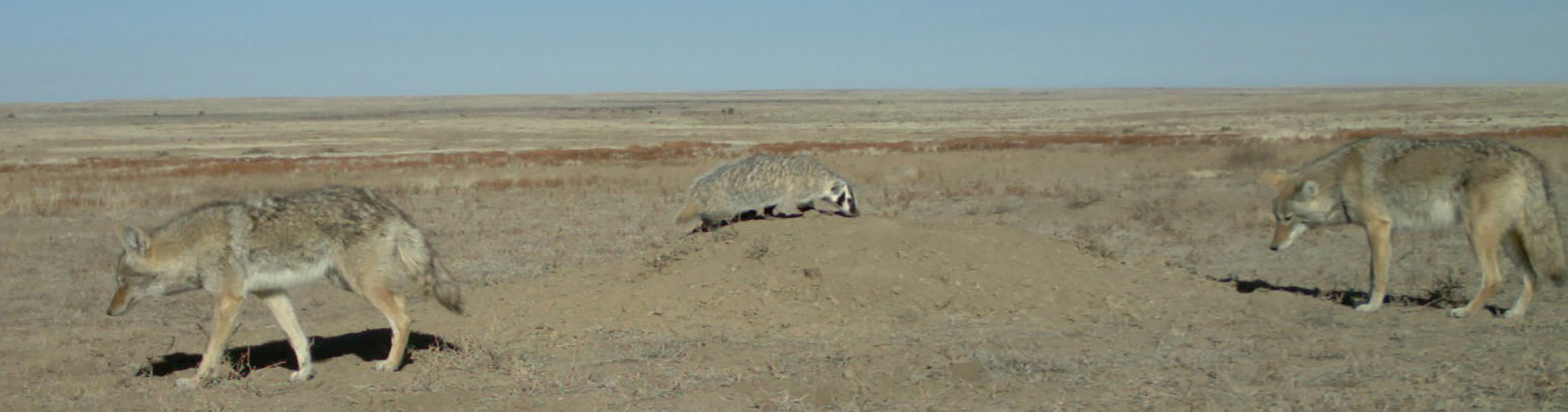 Two coyotes and a badger stock a Prairie Dog Colony