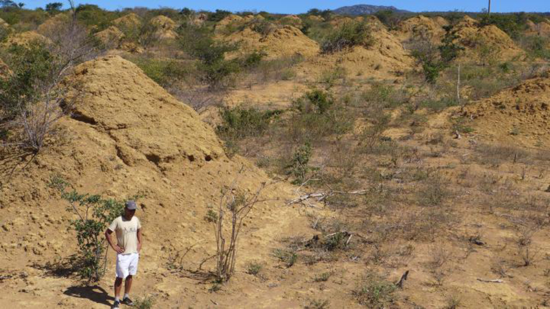  UNL’s role in dating 4,000-year-old termite mounds in Brazil