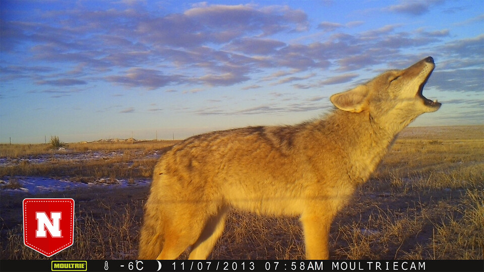 Study finds effects of weather, time on wildlife sightings 