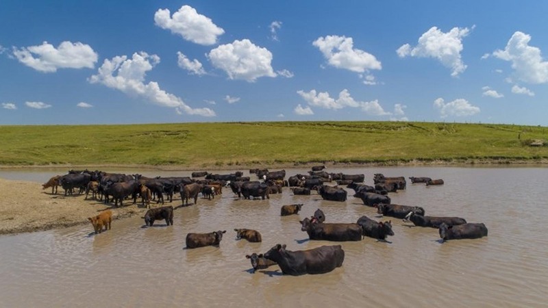 Mesonet tools help mitigate heat stress in cattle