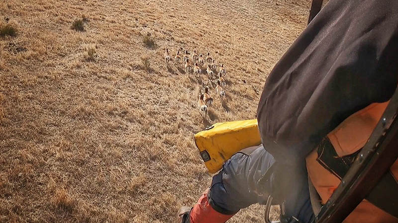 Collaborative study tracks pronghorn in Panhandle
